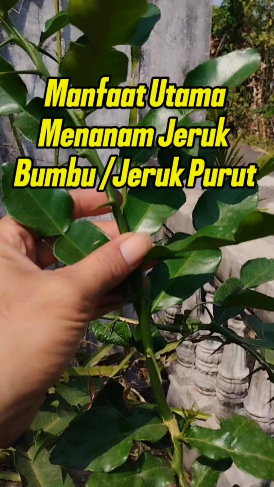 @Bukit Farming