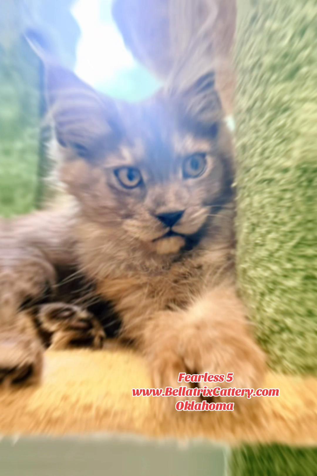 @Bellatrix Maine Coon Cattery