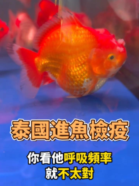 @招財魚水族館