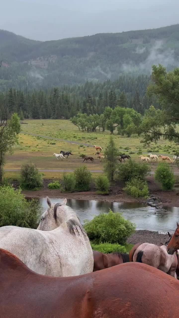 @ThunderGallops