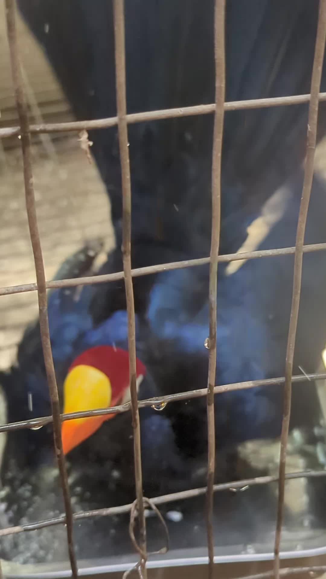 @Daybird Aviaries