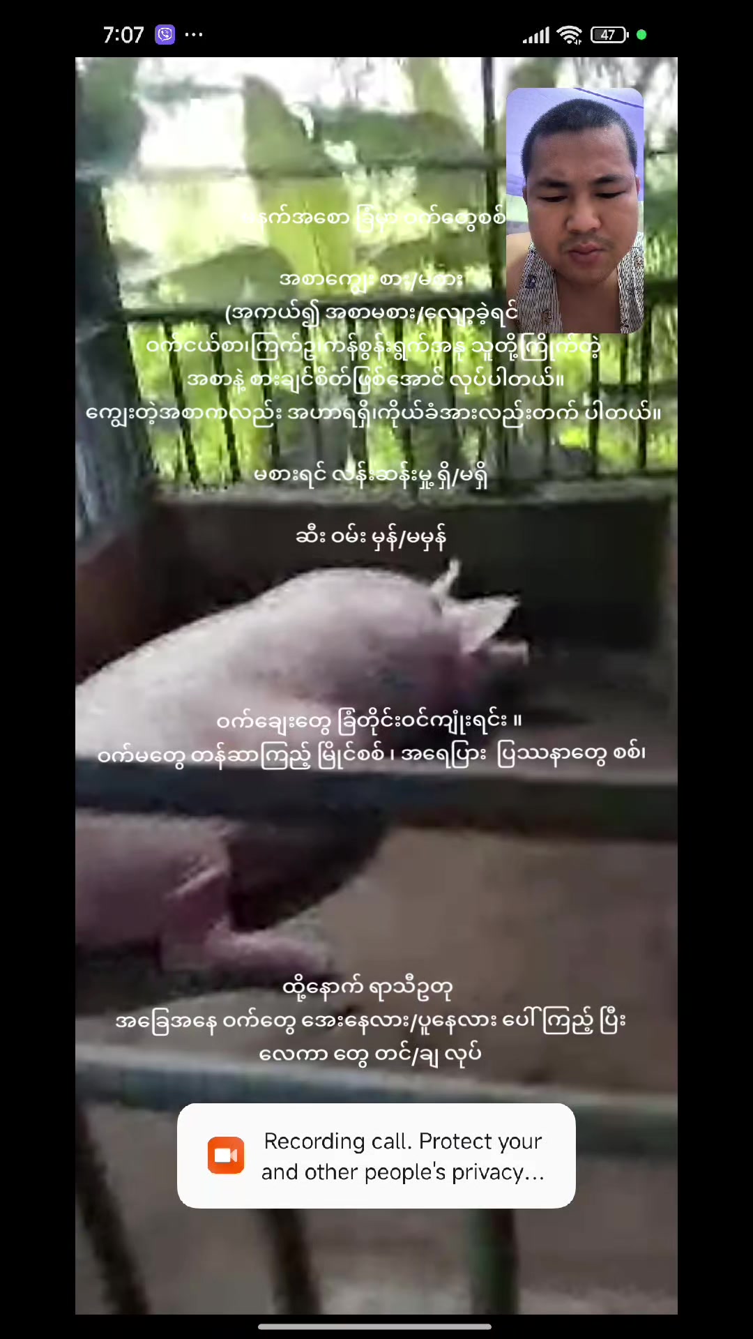 @"ရွှေဖြူးသား"၀က်မွေးမြူရေးခြံ