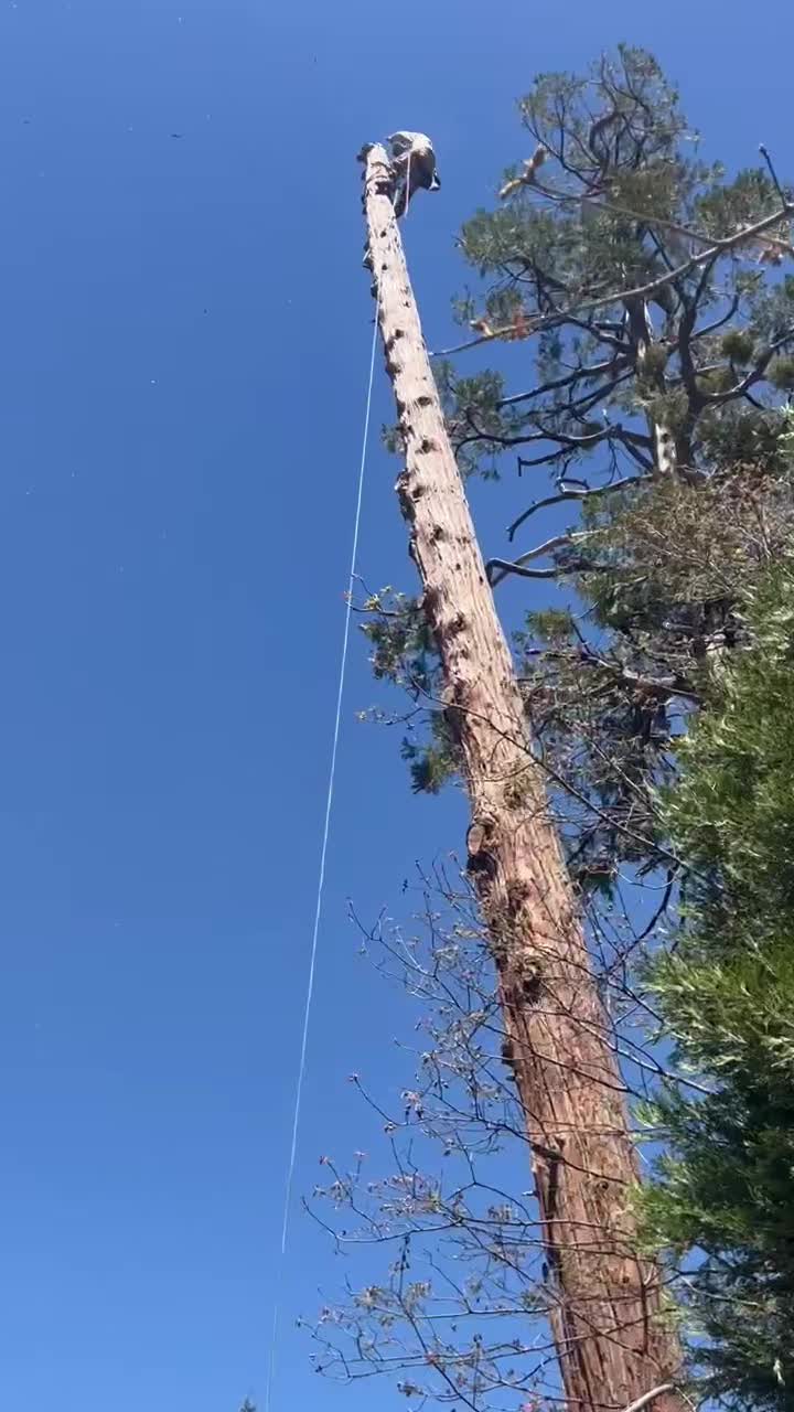 @fidel_treeexperts