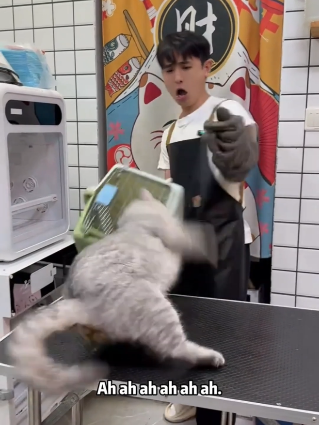 @Cat 😺 video