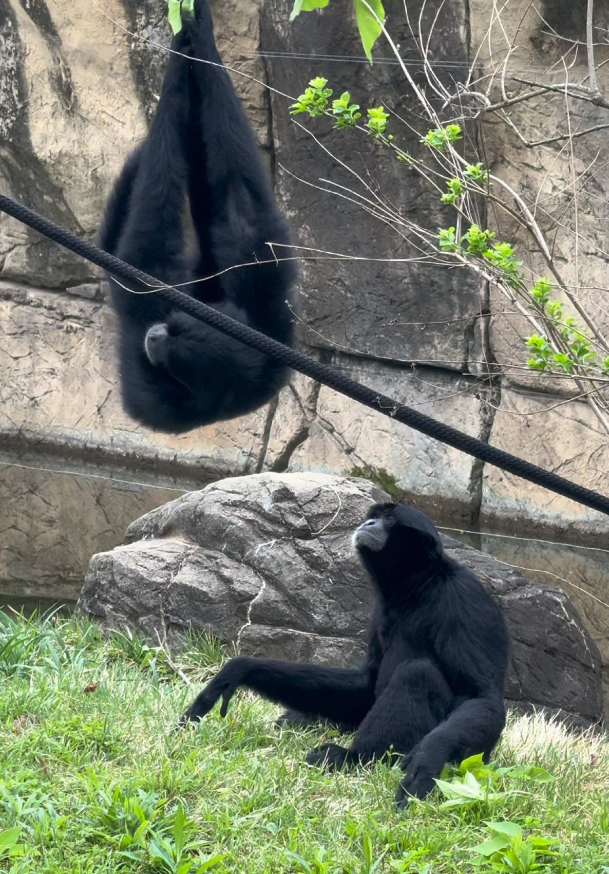 @memphiszoo
