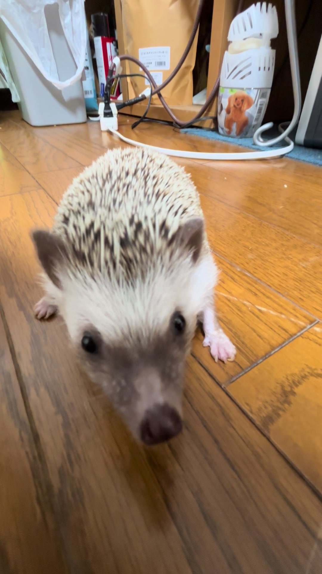 @我が家のハリネズミ🦔