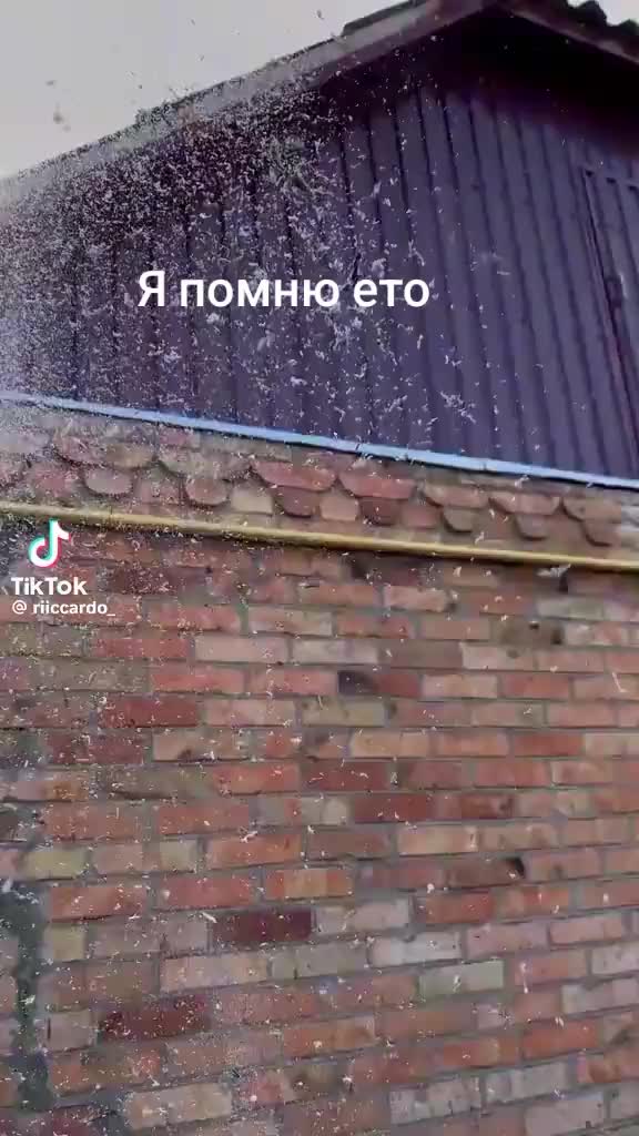 @🦈🥭манго🦈🥭