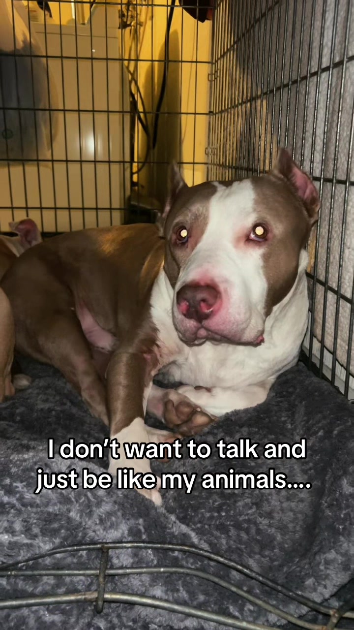 @danilc614🐾