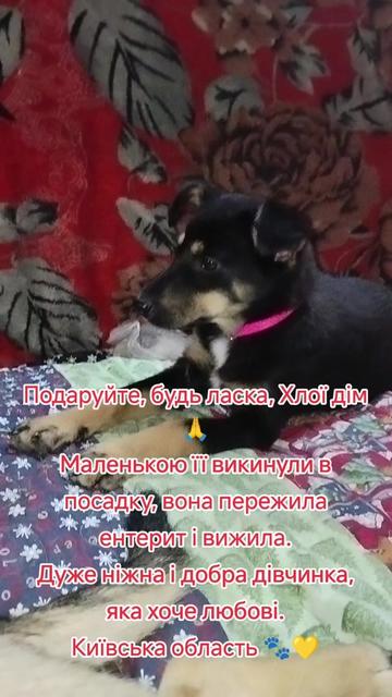 @viktoria)