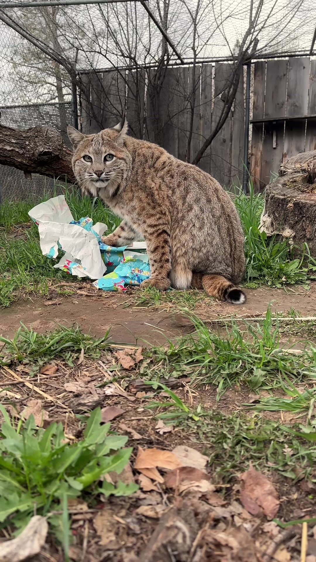 @BC Wildlife Park