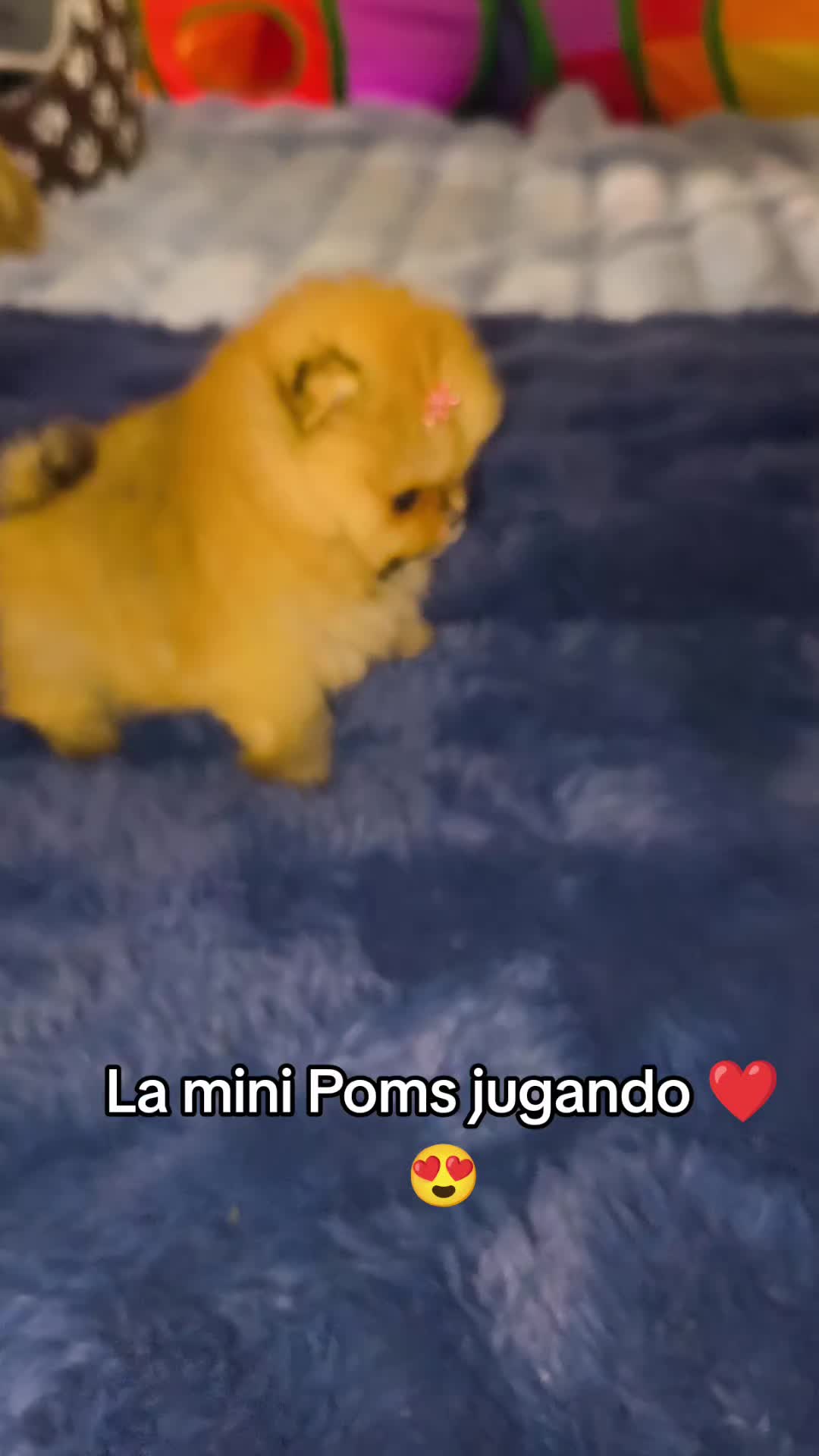 @Pomerania chile