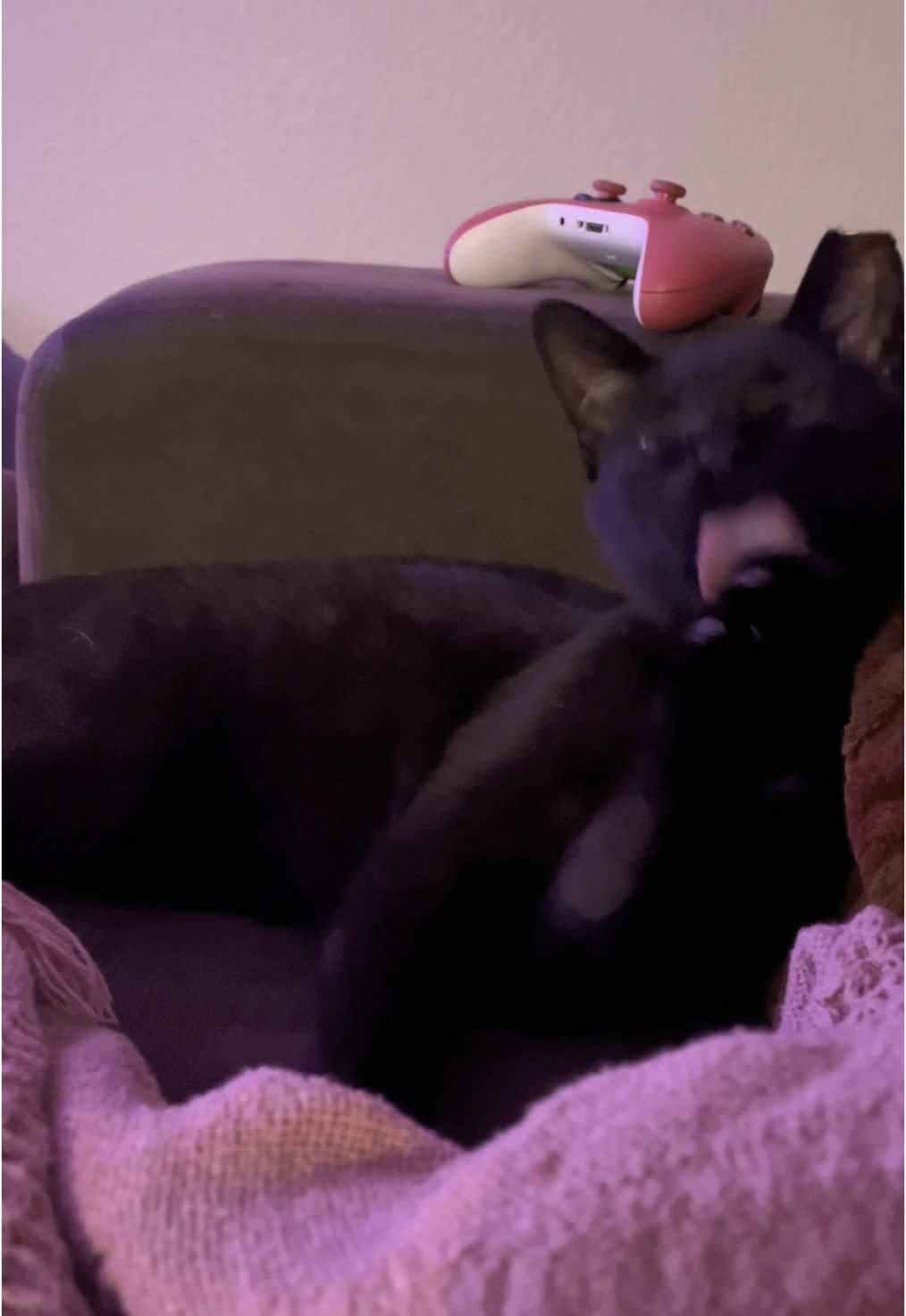 @dutch.vandercat
