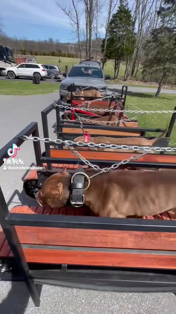 @WorldGoneMadKennels