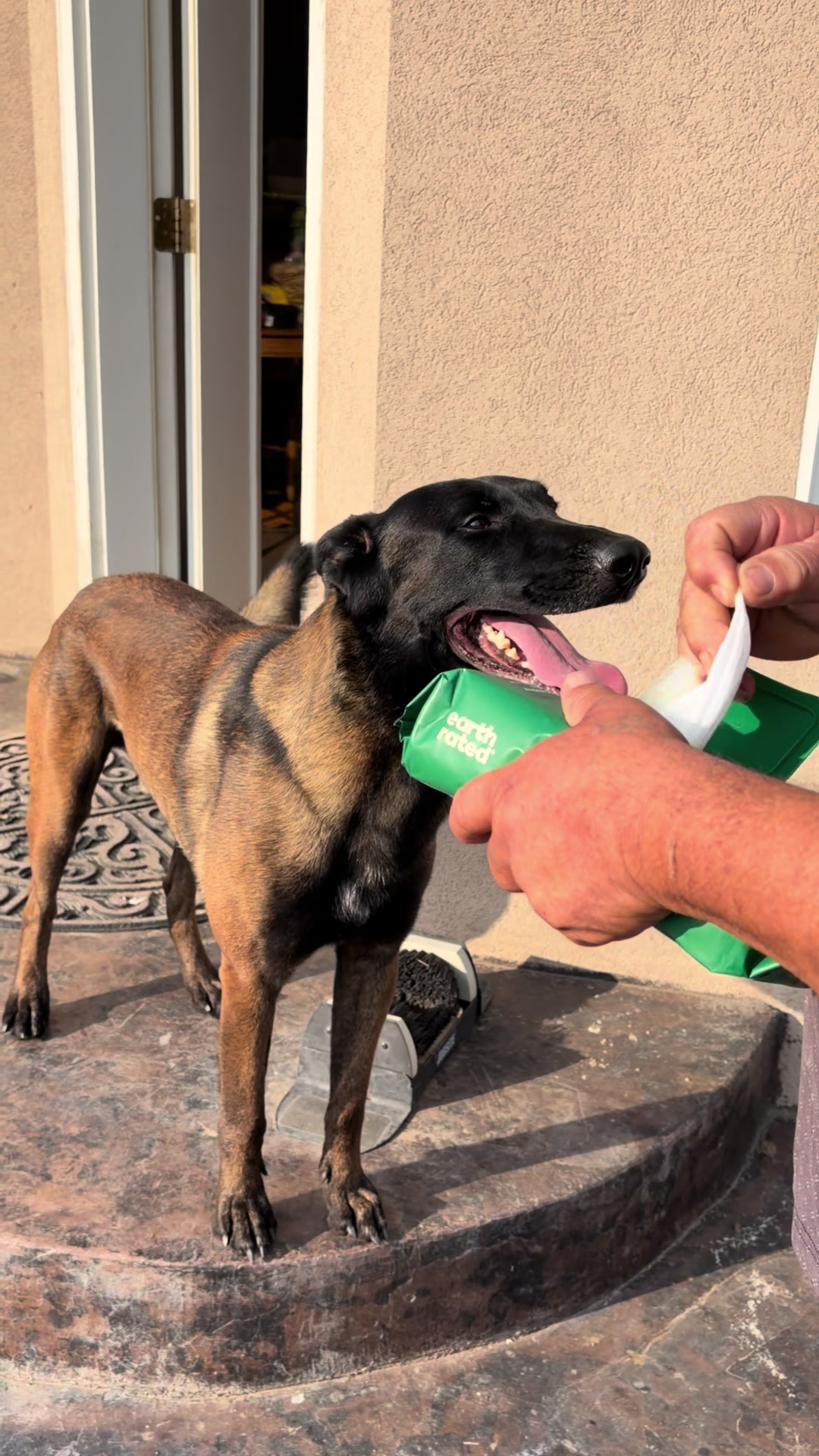 @bolo_belgianmalinois