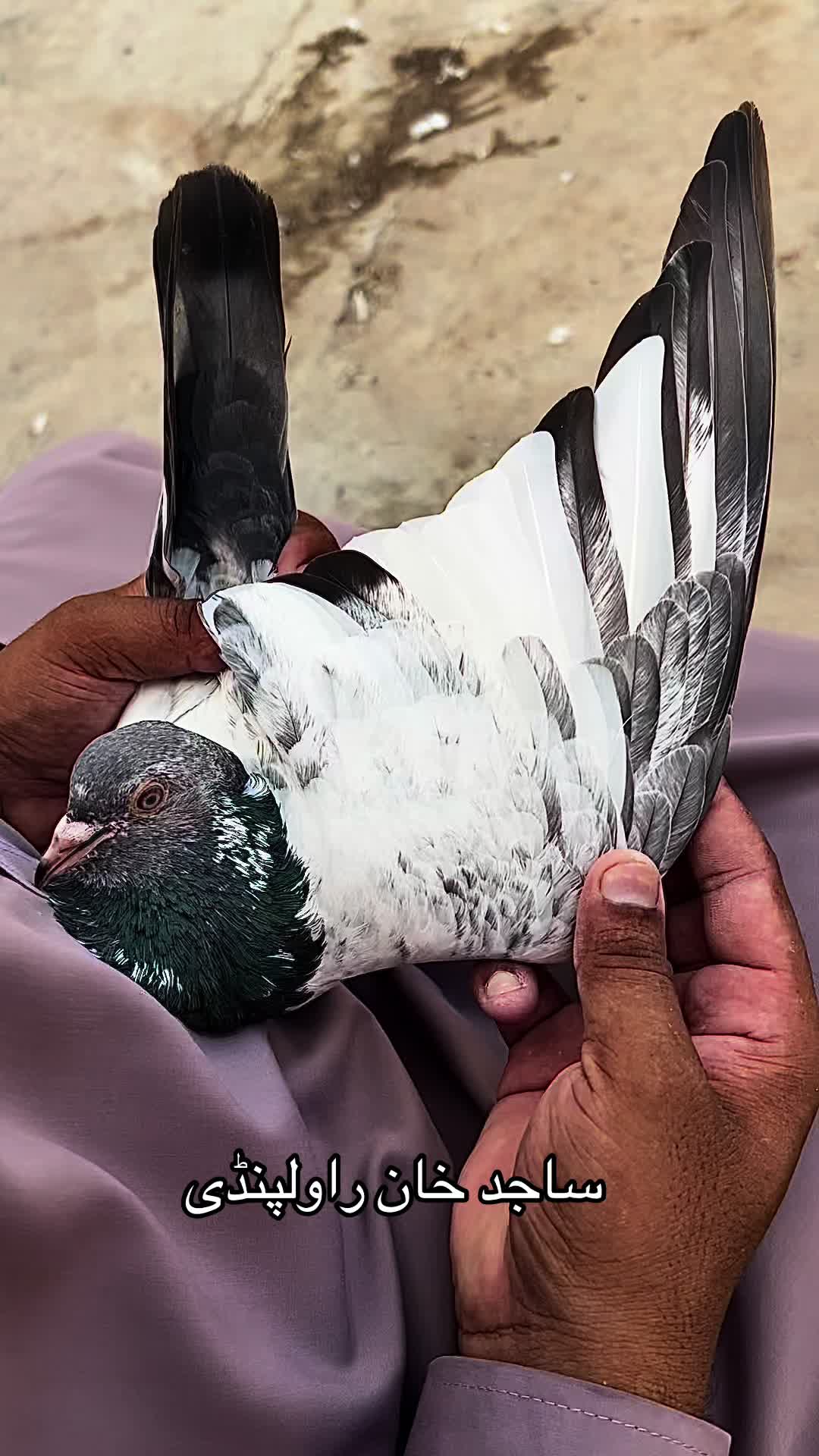 @ساجد خان راولپنڈی 7.13