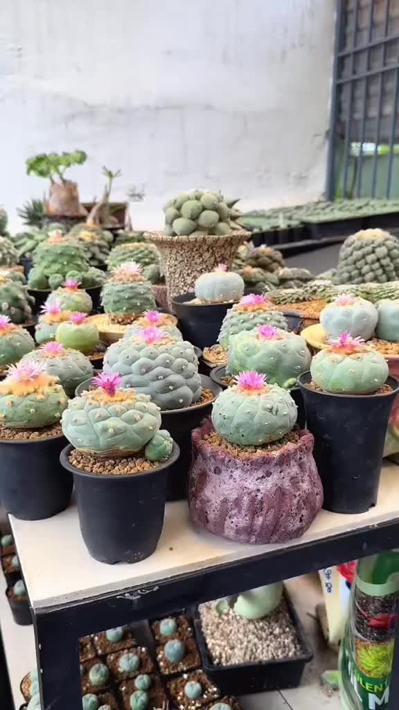 @Mycelia Peyote cacti