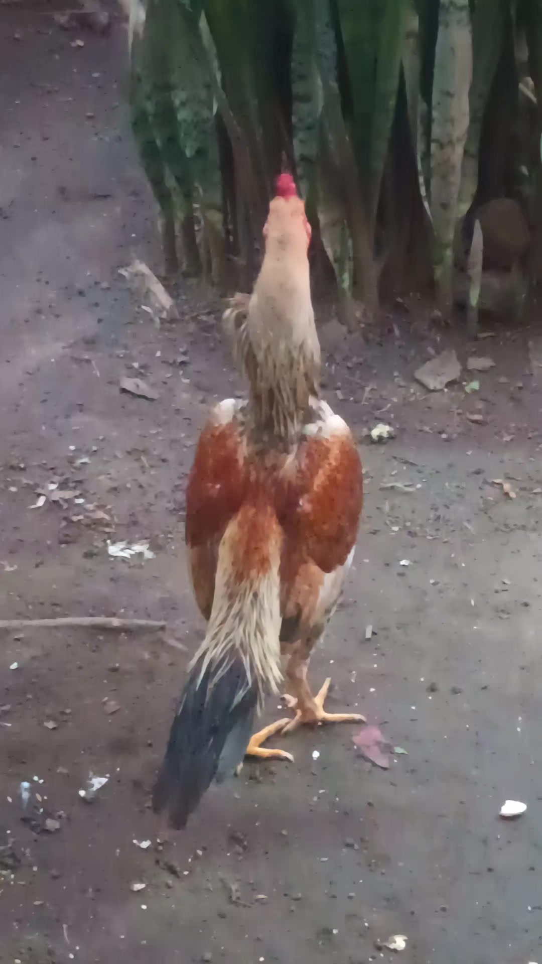 @BJJ Combatente 🐓🥋🧬