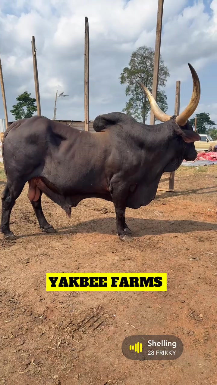 @YakbeeFarms