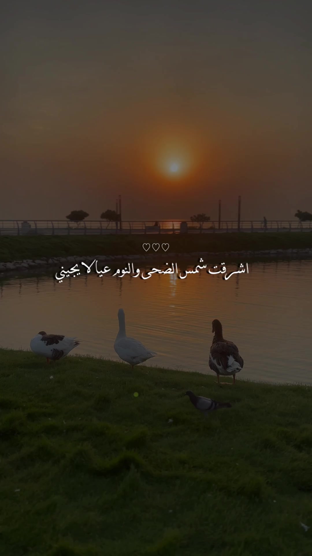@﮼هديل﮼الخبر 🇸🇦🕊️📸