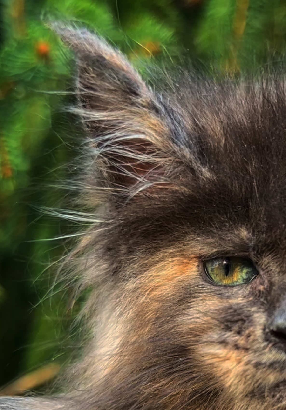 @Mossy&ensp;Cottage&ensp;Maine&ensp;Coons&ensp;🌙