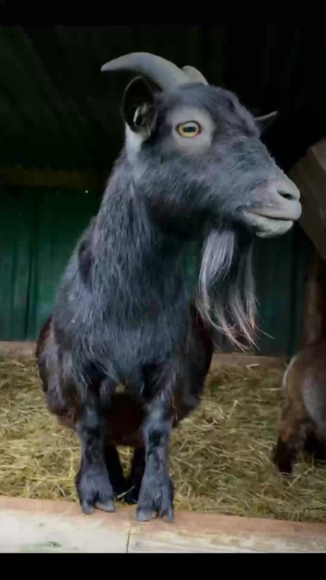 @baphomet