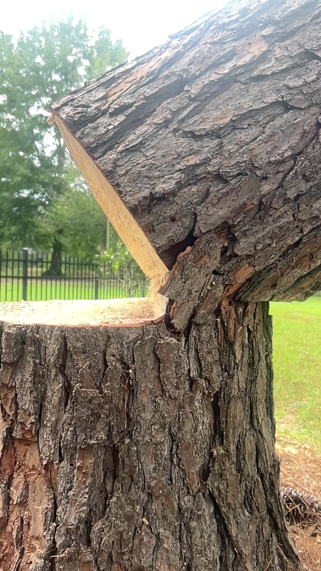 @The Tree Assassins