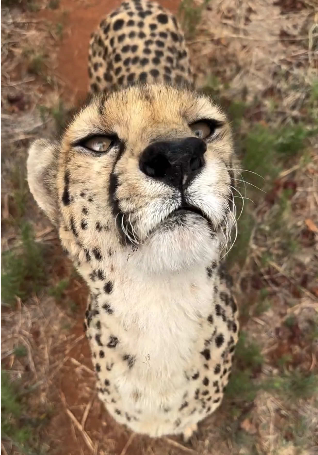 @🐆✨ Lisa Tora Jaqueline