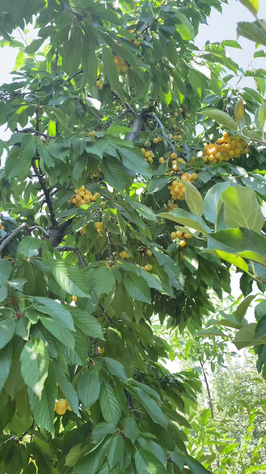 @KonyalıMüco4268