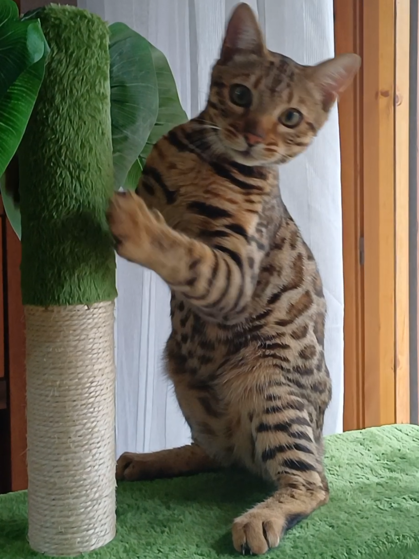 @Rio.supercat