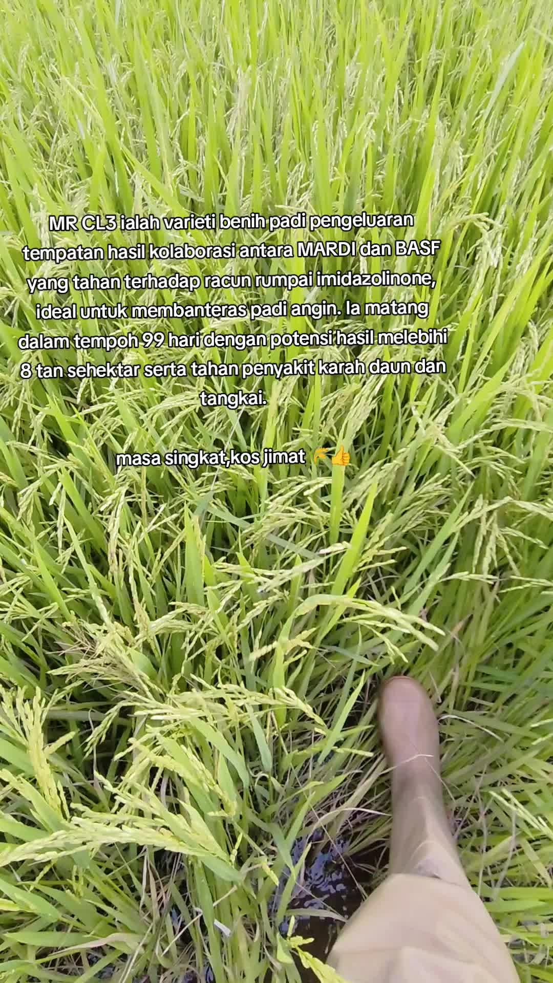 @FARISPAUPANAS