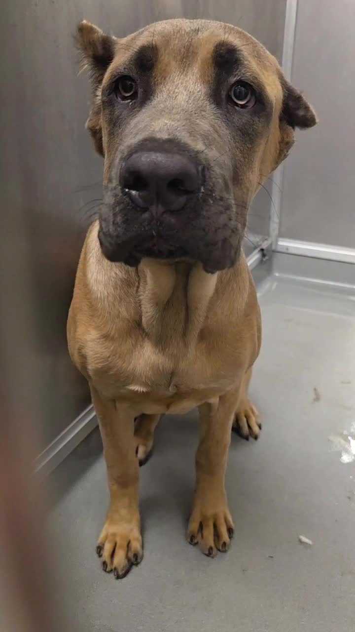 @Cane Corsos