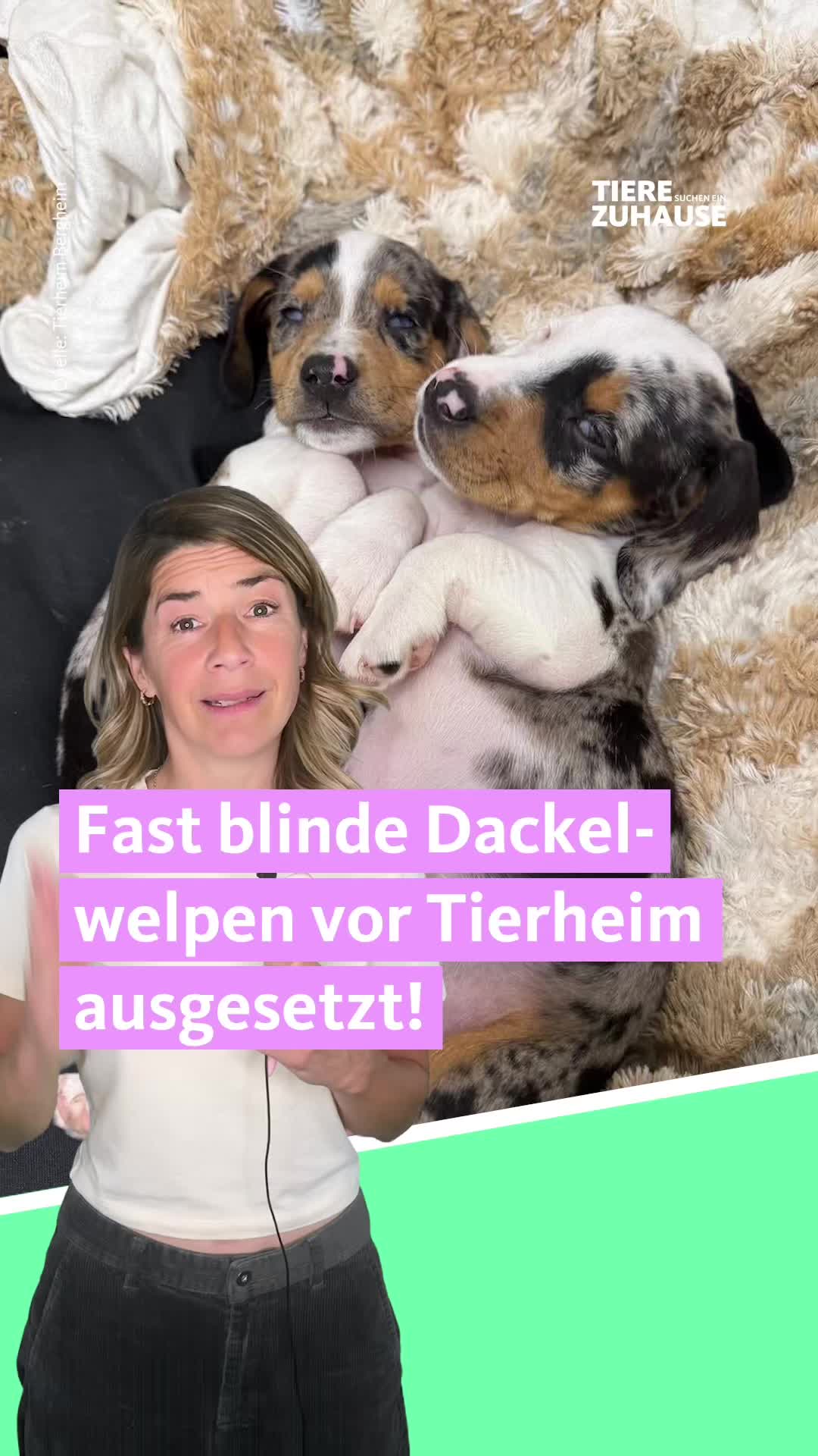 @Tiere suchen ein Zuhause