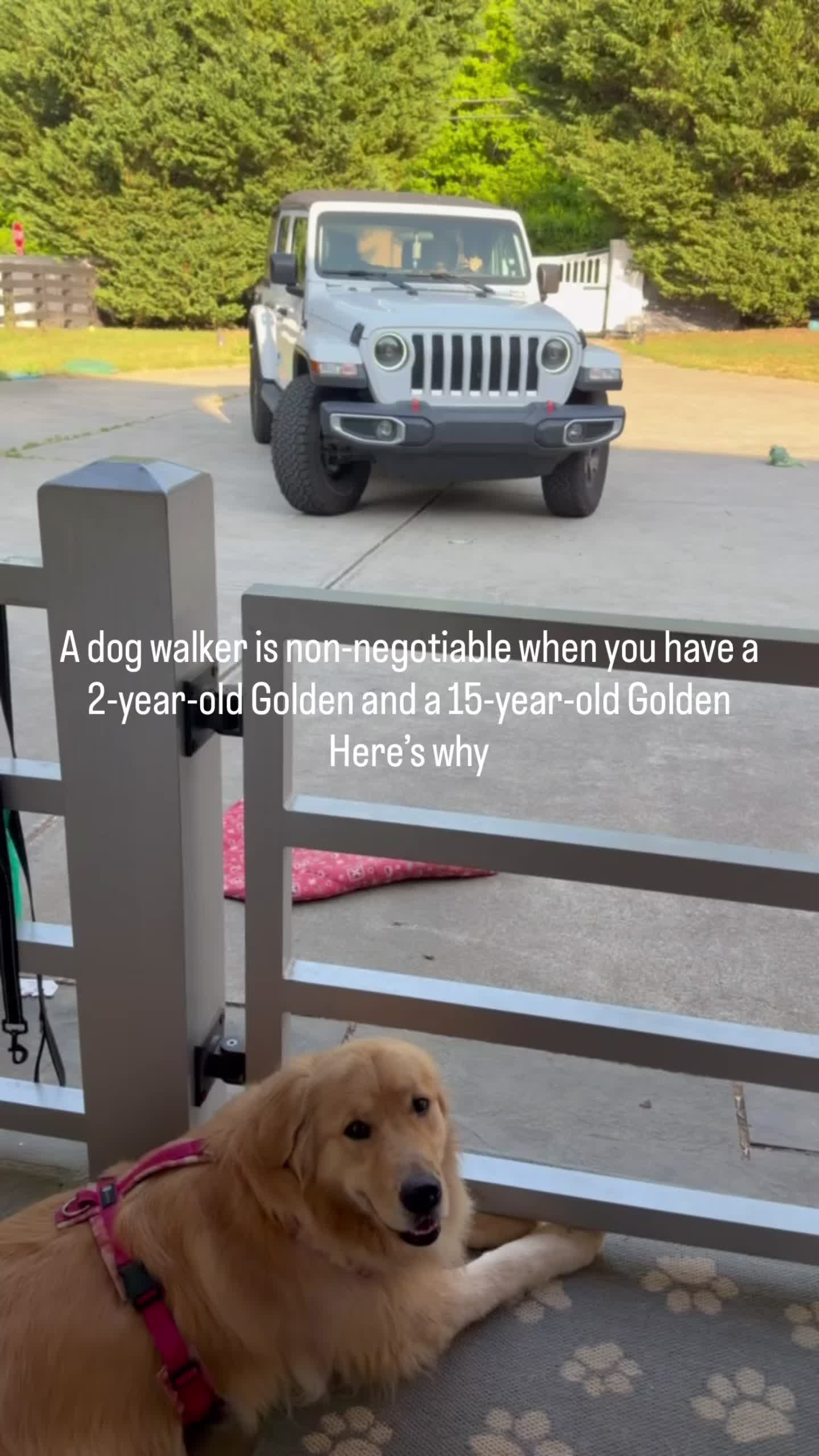 @DogMomisms