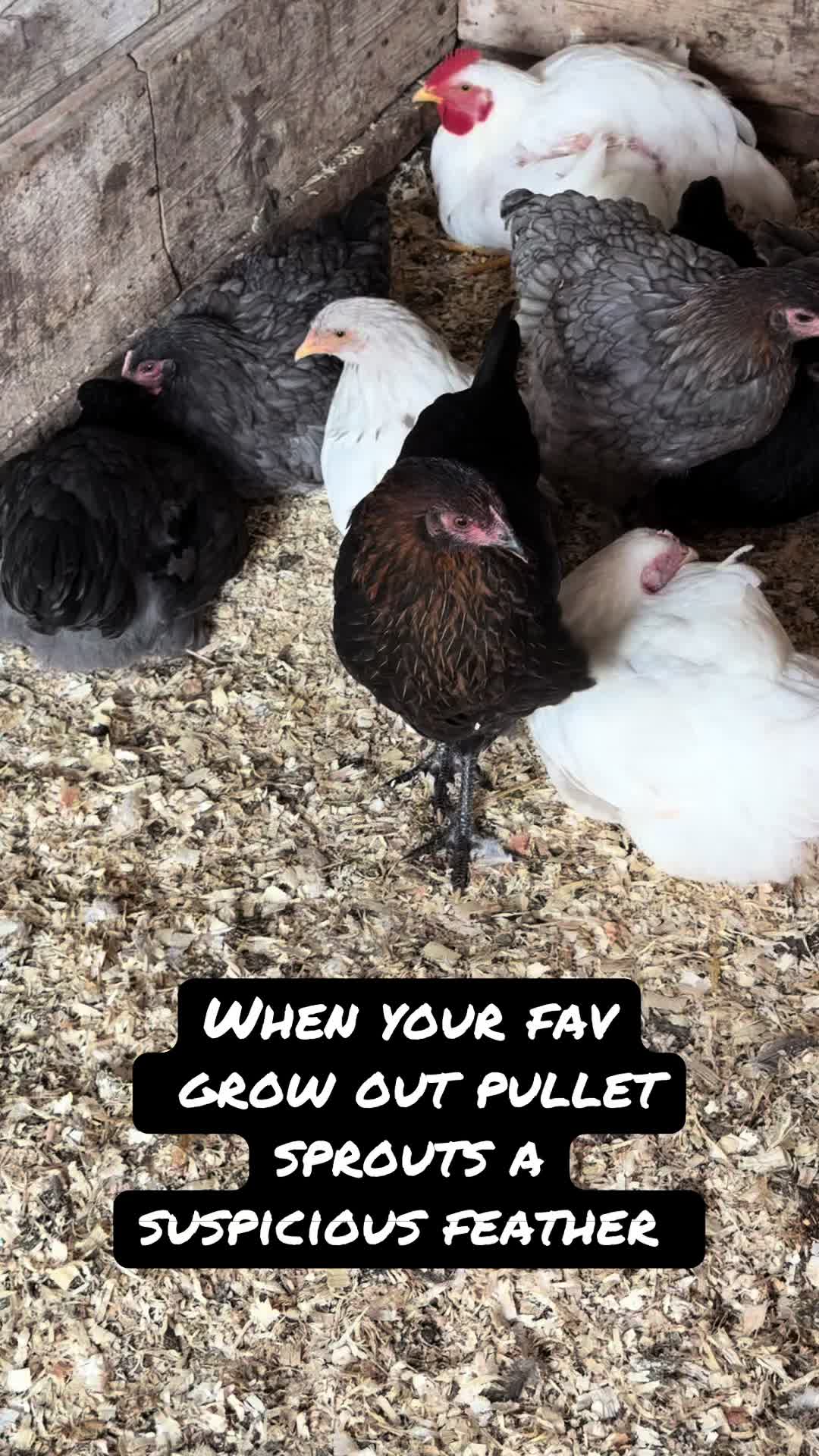 @FarmGirlRenee