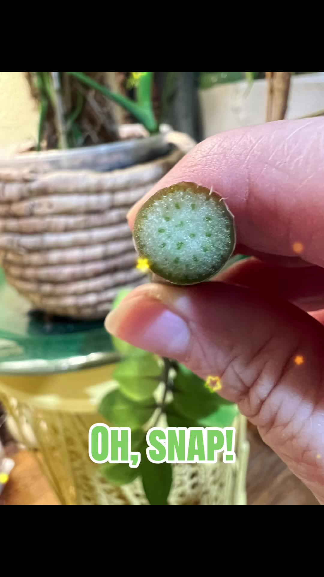 @The_Chlorophylliac