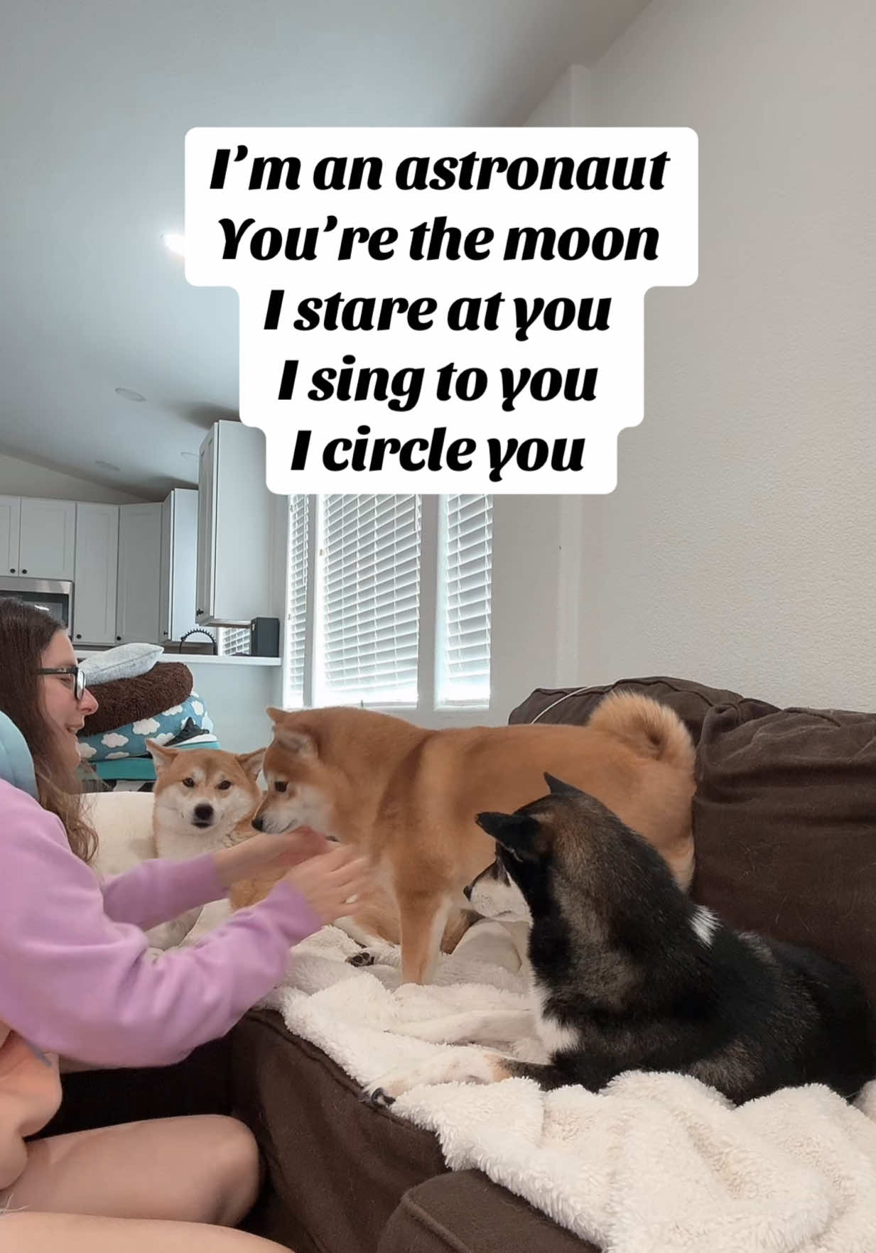 @Flock of Shibas 🐕🐕🐕