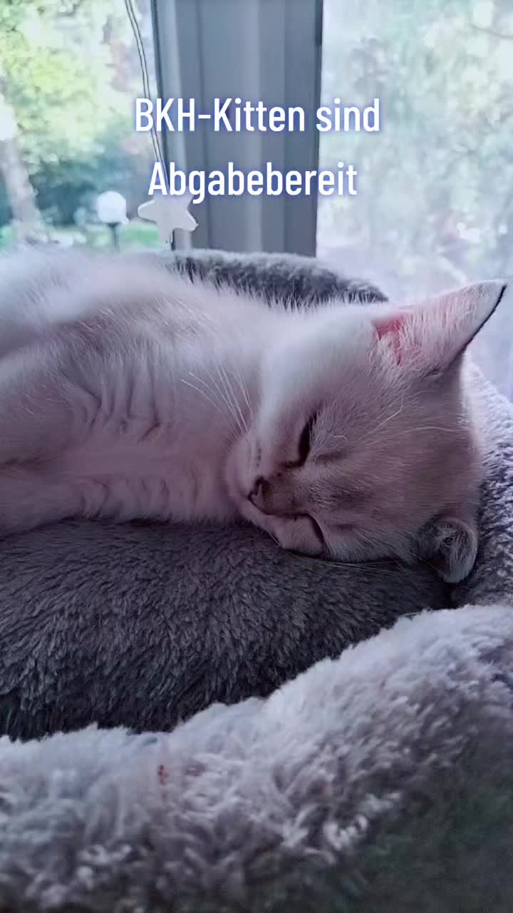 @BKH-KITTEN