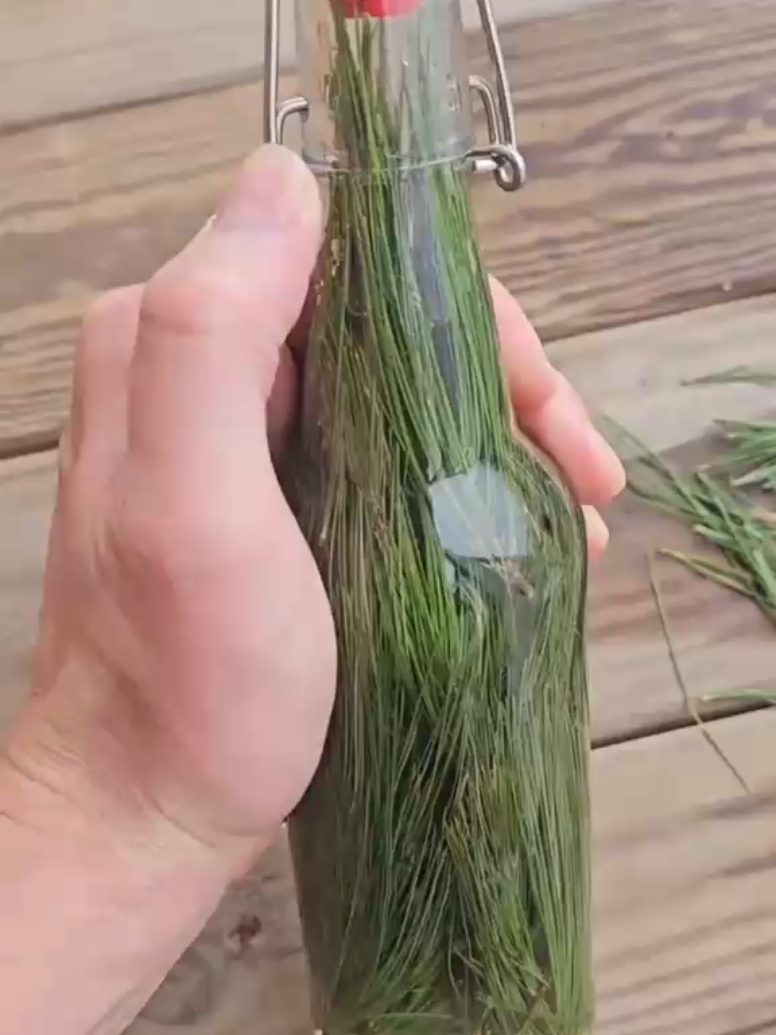 @NANA PLANT🏝️