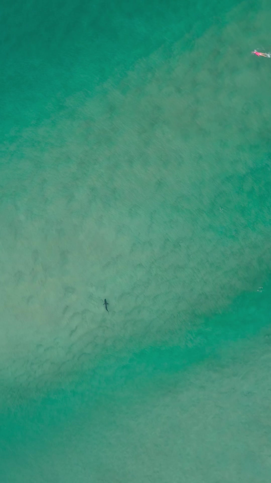 @Dronesharkapp