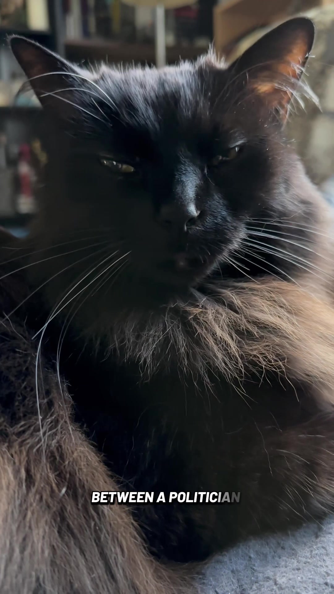 @Sir FluffyButt,the cat🇨🇦🇺🇦