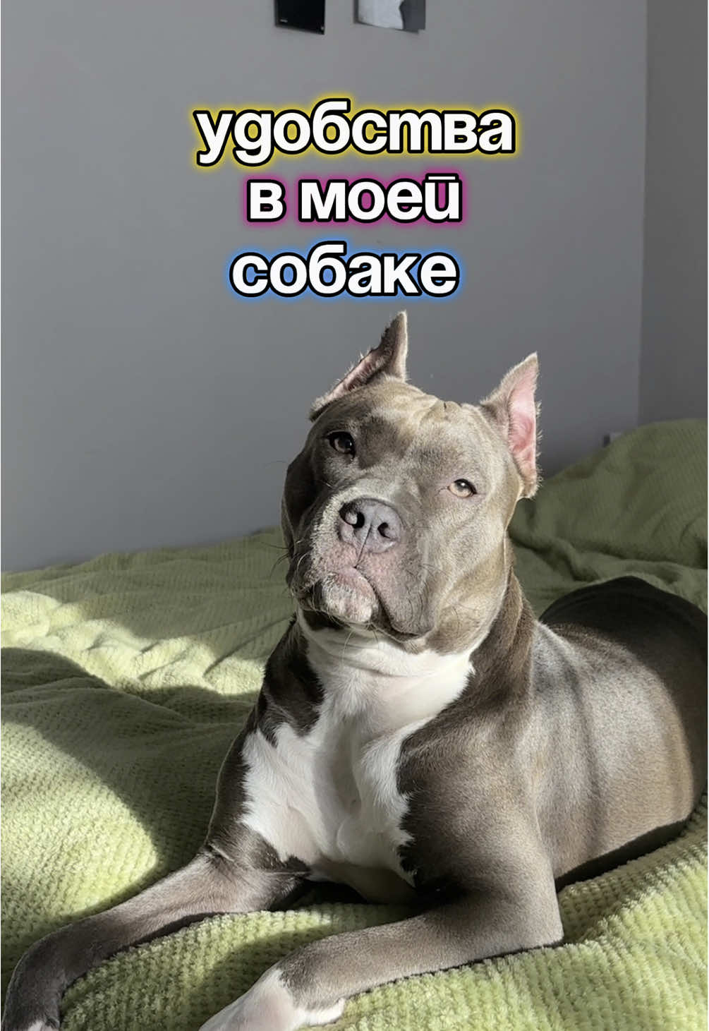 @🐶зᴧой ᴀʍᴄᴛᴀɸɸ⛓️&zwj;💥