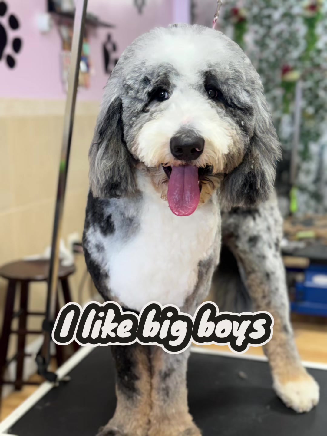 @Grooming By Tip Top