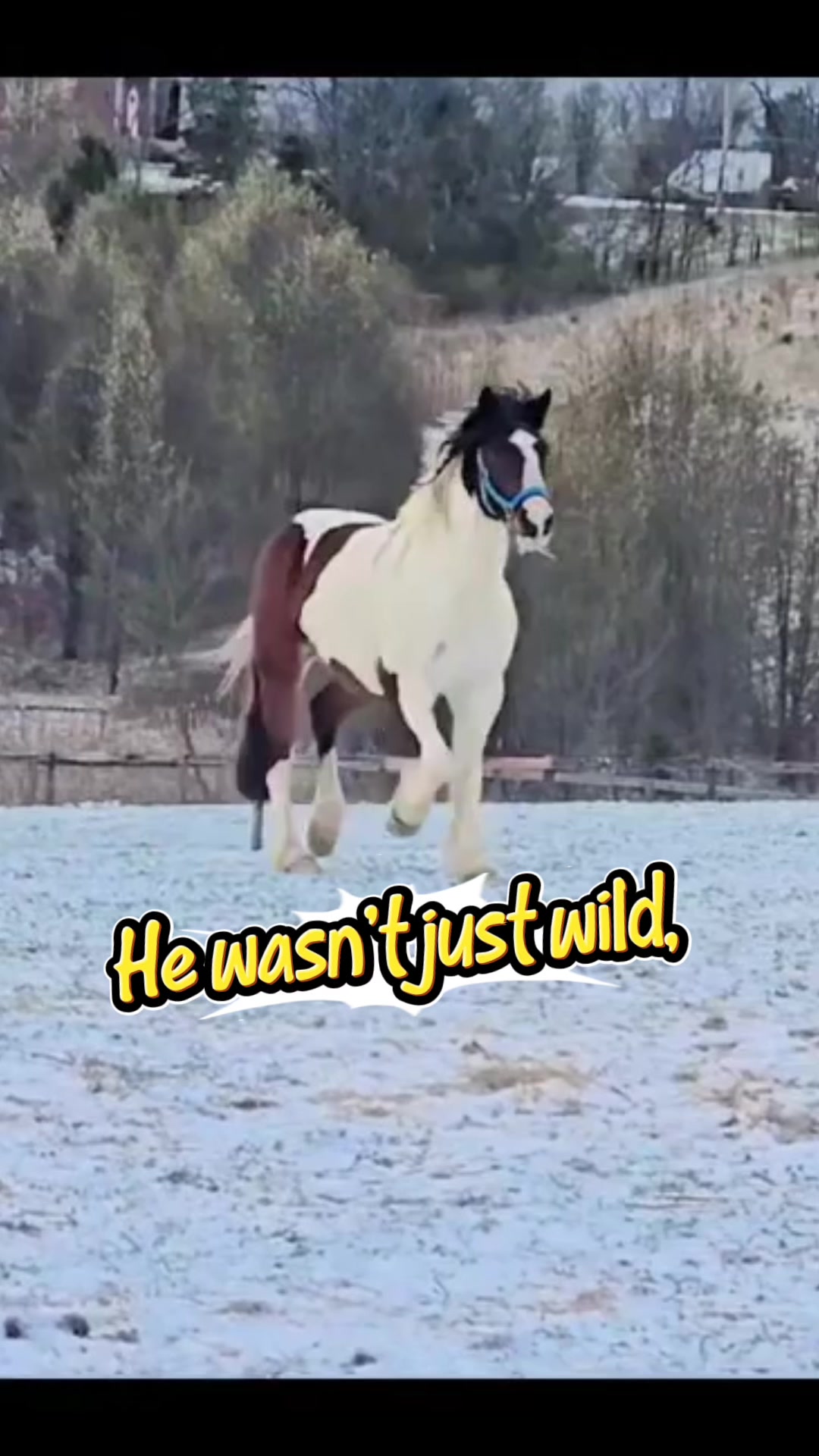 @MS Horse Rescue