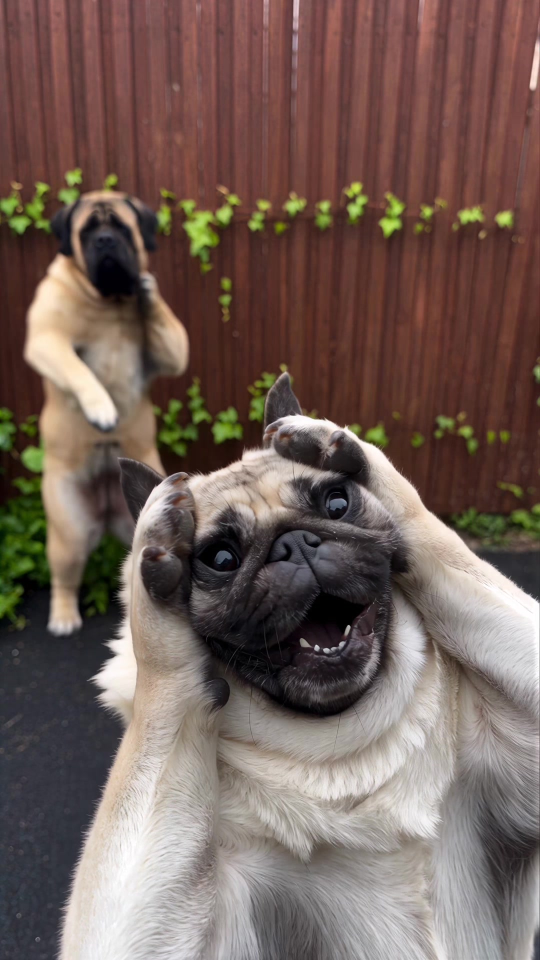 @Lucas The Pug