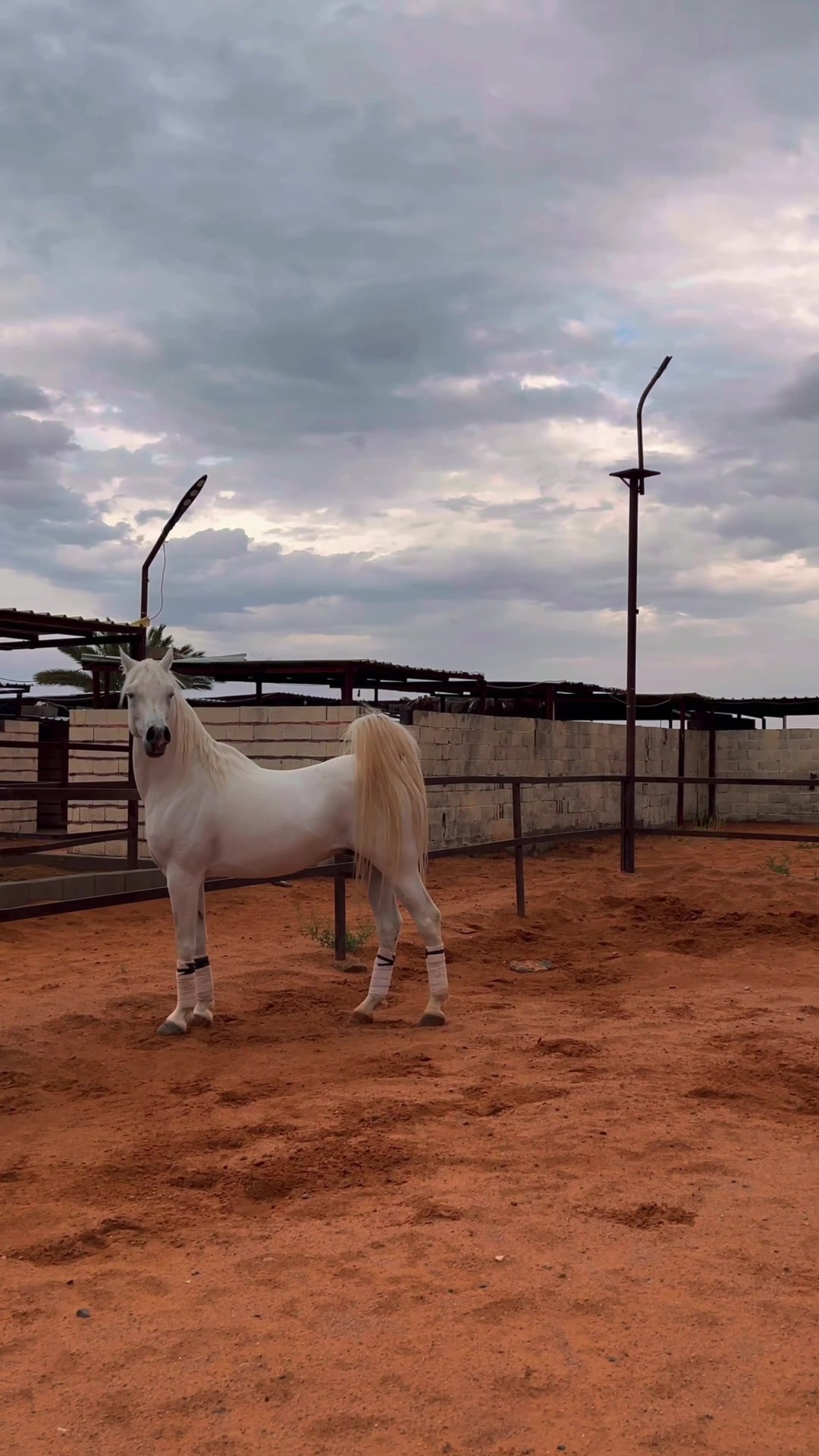 @عامر الشمري🐎