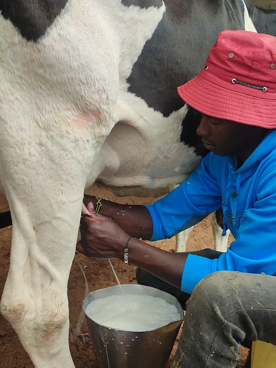 @Daily Dairy Farm Ke