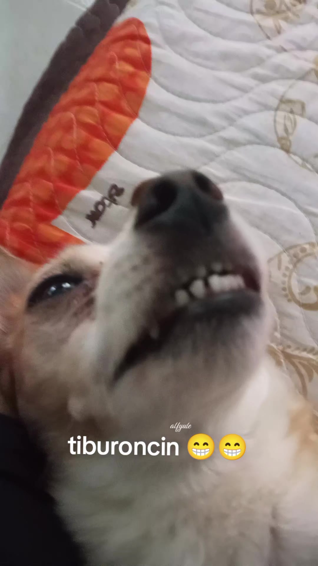 @ALFYULE