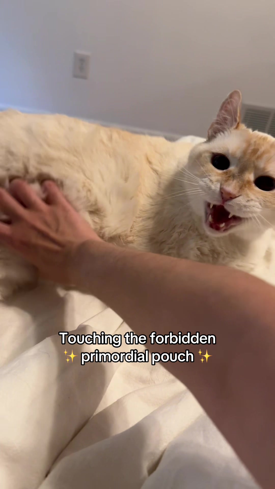 @Angel the Cat Mom