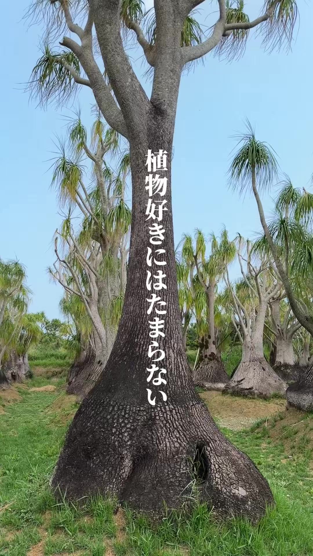 @沖縄グルメと沖縄カフェならガチマイタンク