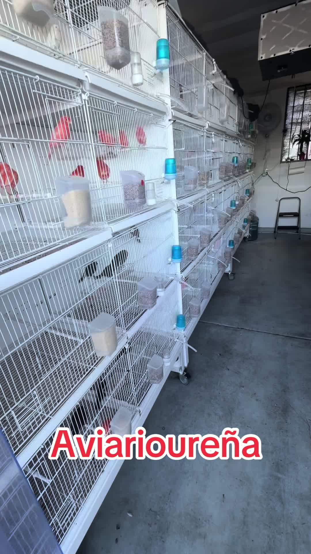 @AviarioUre&ntilde;a